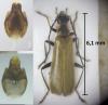 Rhagonycha nigriventris